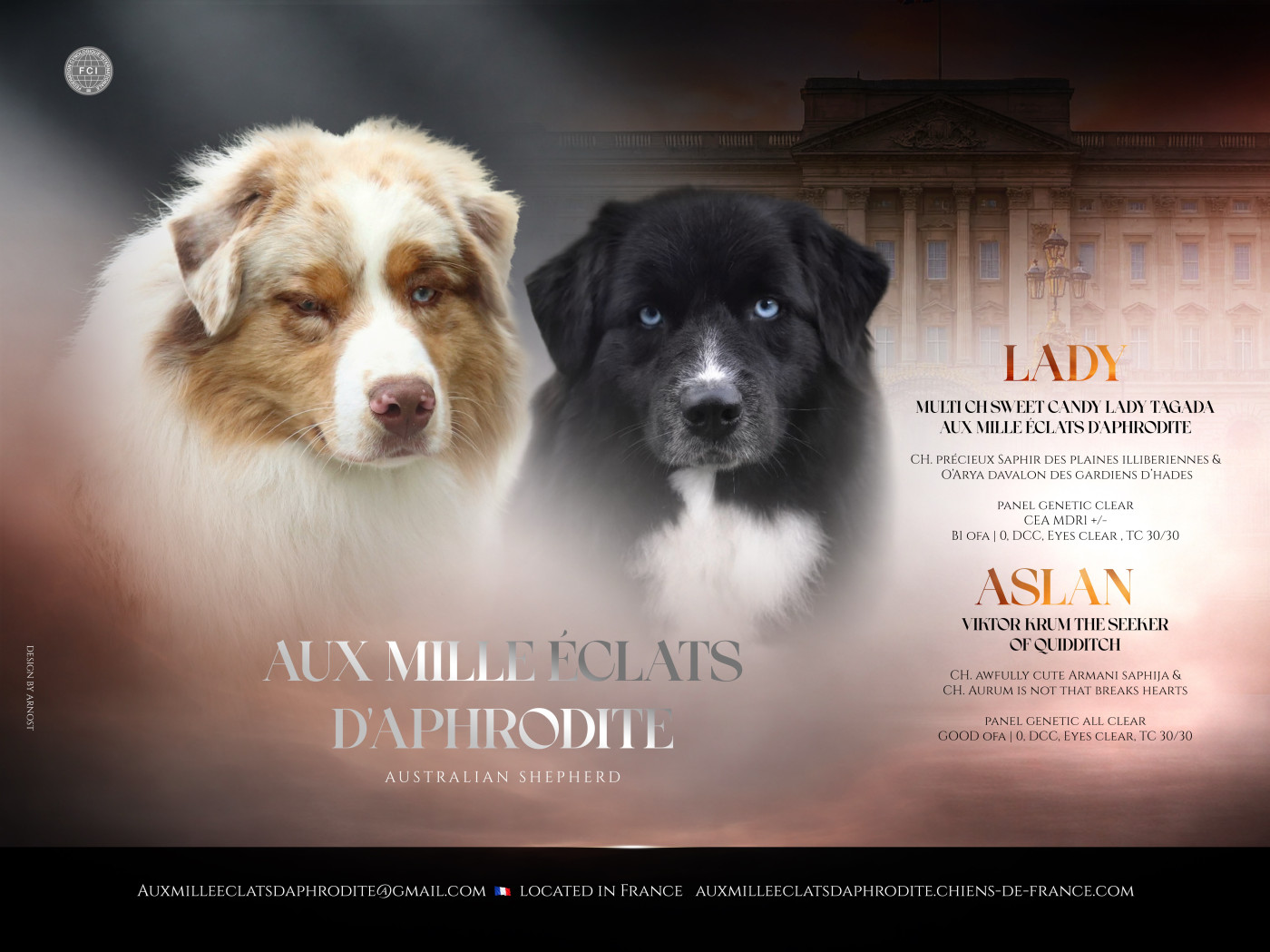 Chiot Berger Australien Aux Mille éclats D'Aphrodite