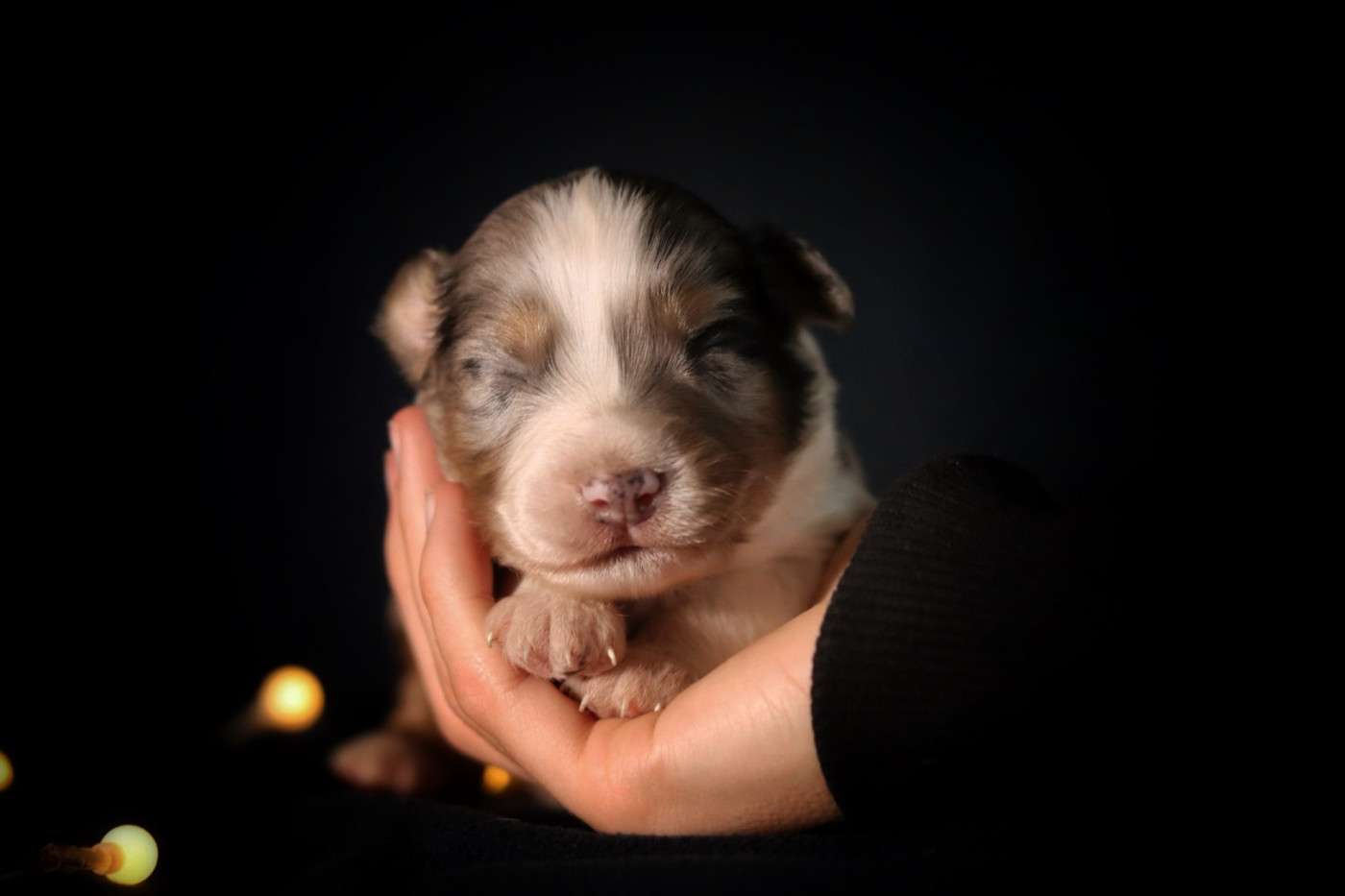 Aux Mille éclats D'Aphrodite - Chiots disponibles - Berger Australien