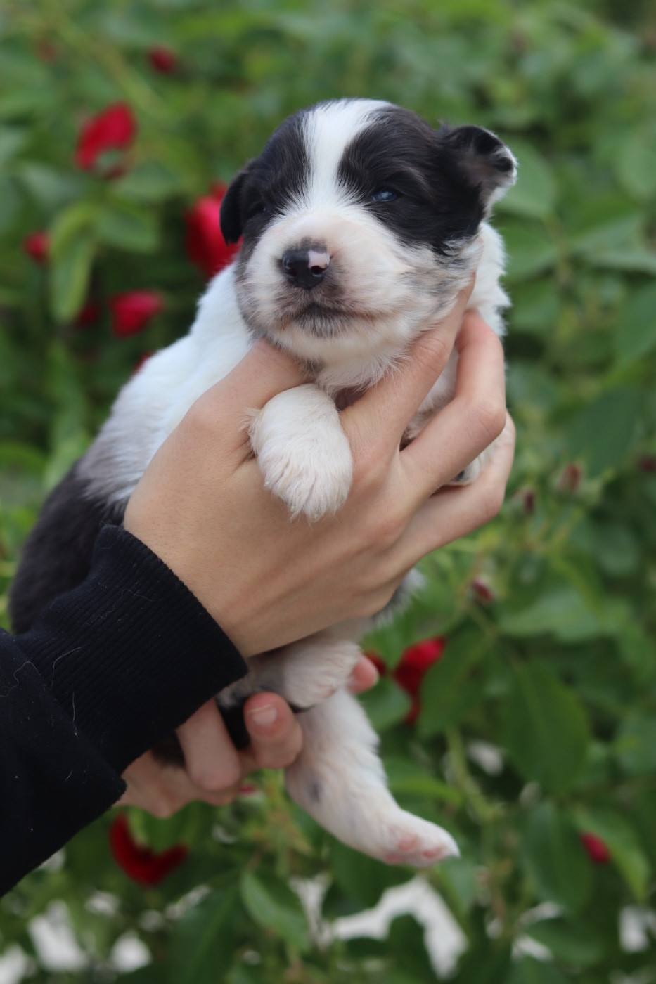 Aux Mille éclats D'Aphrodite - Chiots disponibles - Berger Australien