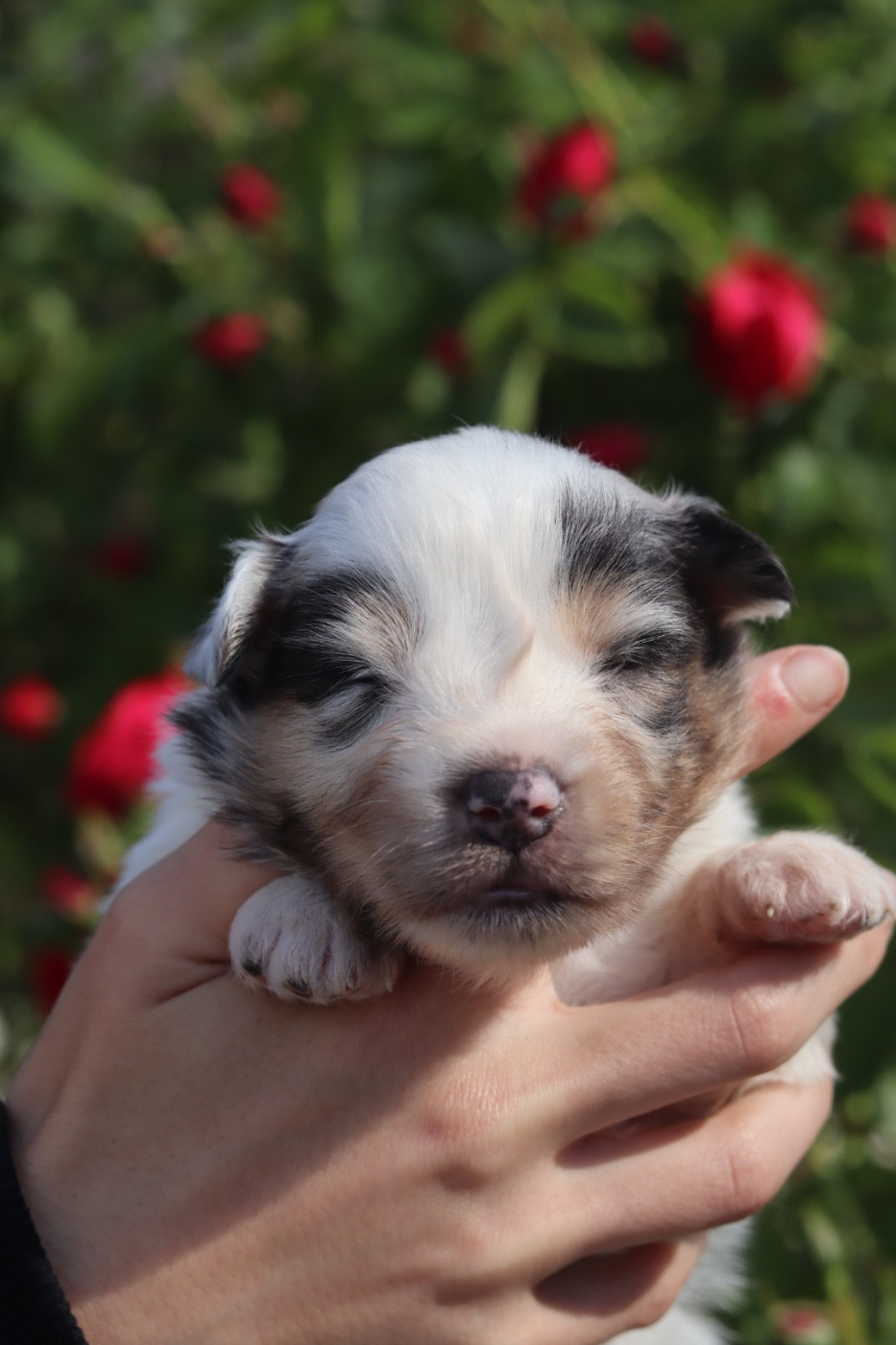 Aux Mille éclats D'Aphrodite - Chiots disponibles - Berger Australien