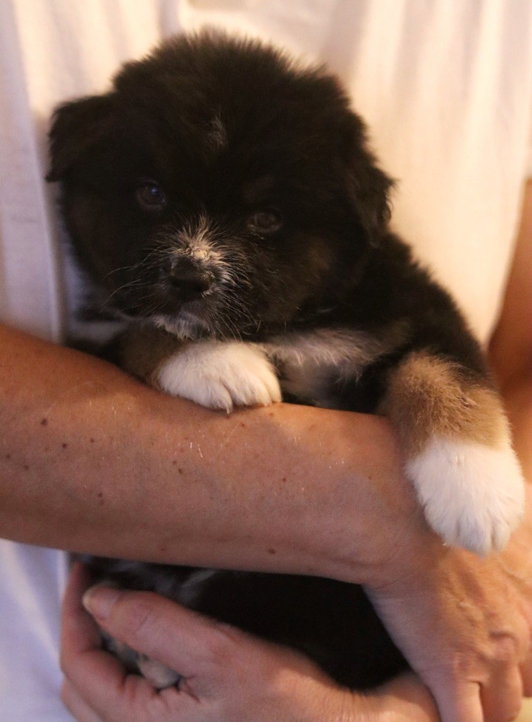 Aux Mille éclats D'Aphrodite - Chiots disponibles - Berger Australien