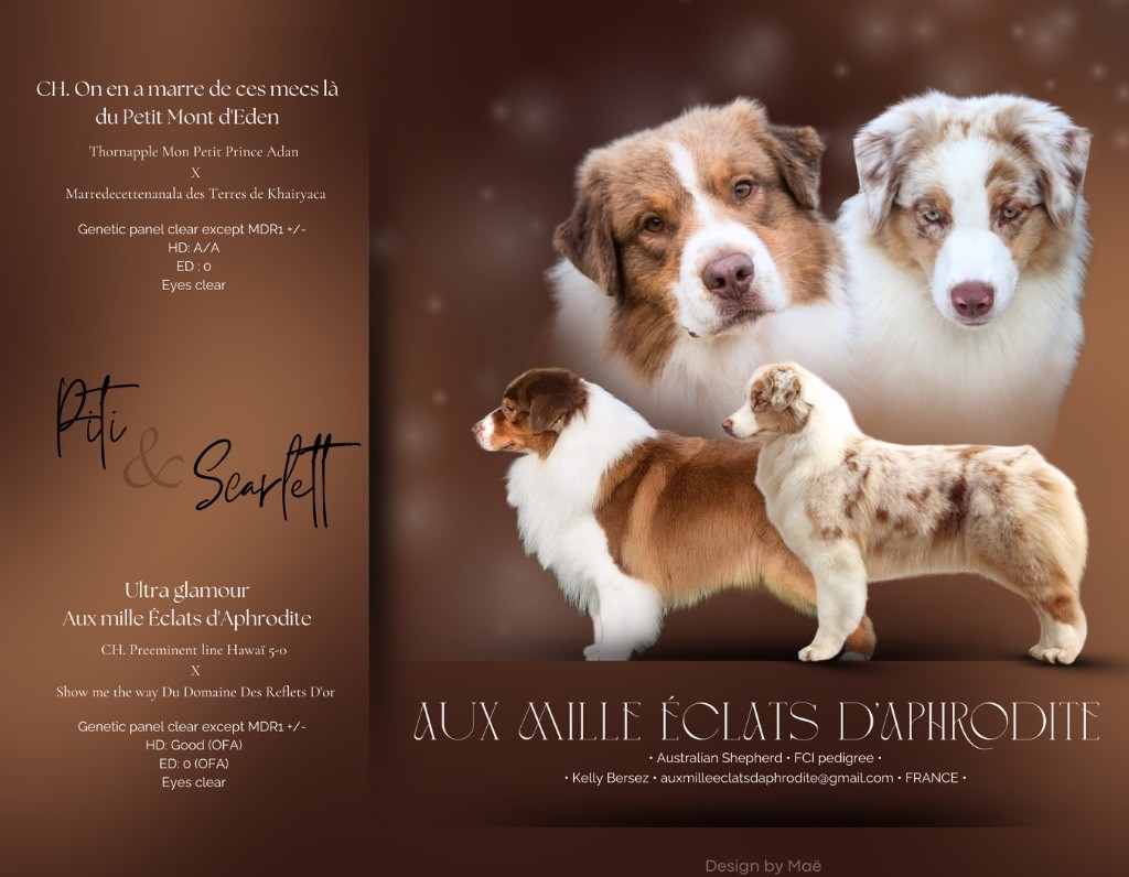 Chiot Berger Australien Aux Mille éclats D'Aphrodite