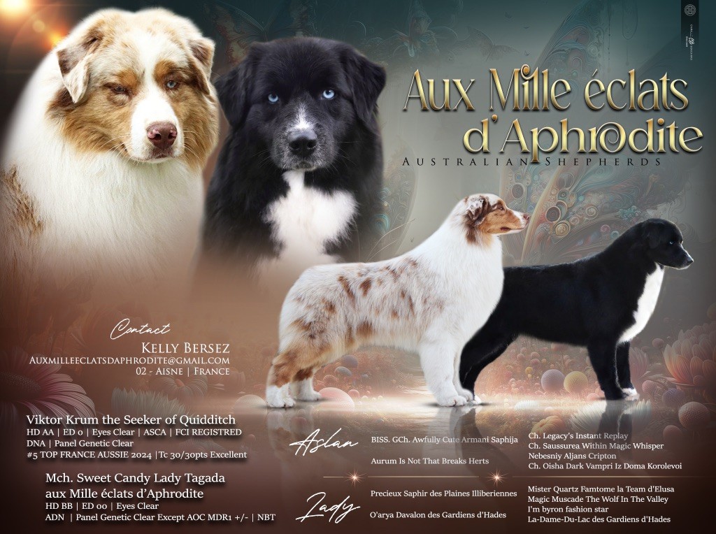 Chiot Berger Australien Aux Mille éclats D'Aphrodite