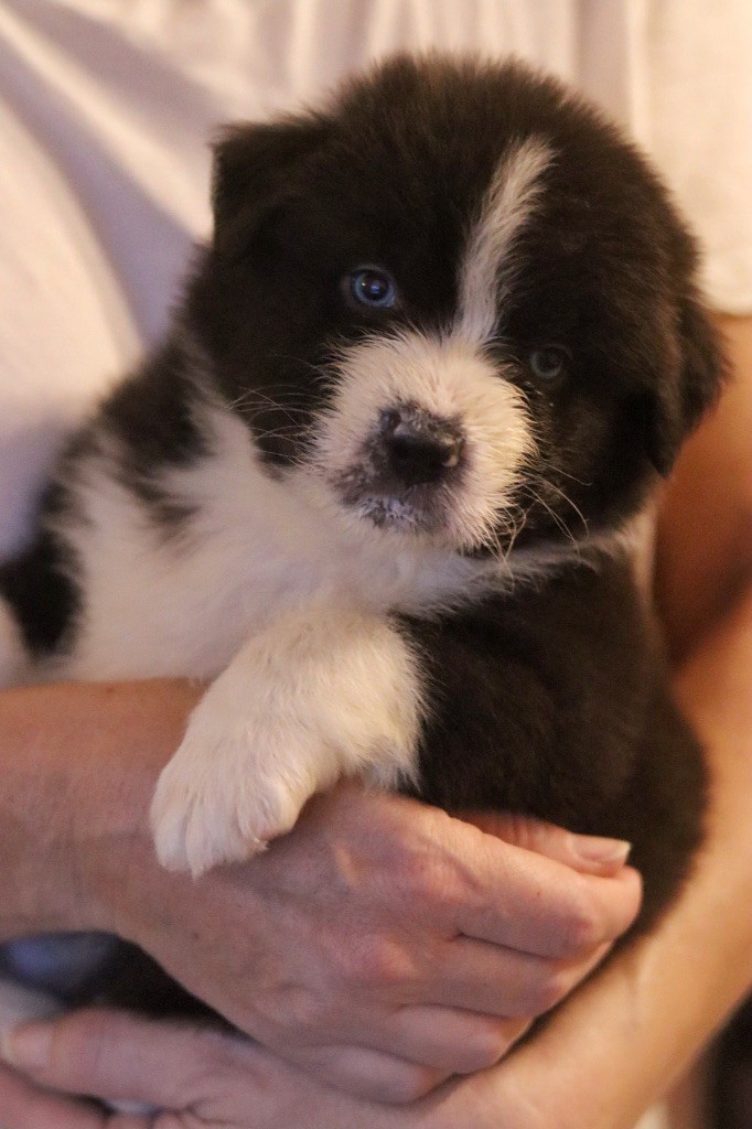 Aux Mille éclats D'Aphrodite - Chiots disponibles - Berger Australien