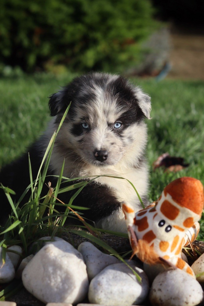 Aux Mille éclats D'Aphrodite - Chiots disponibles - Berger Australien