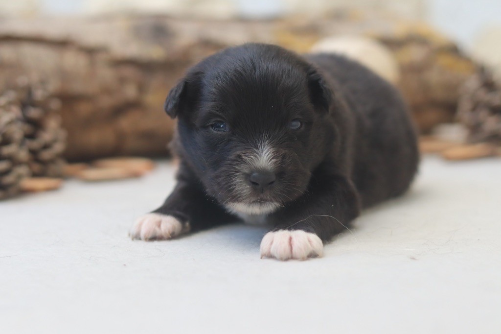 Aux Mille éclats D'Aphrodite - Chiots disponibles - Berger Australien