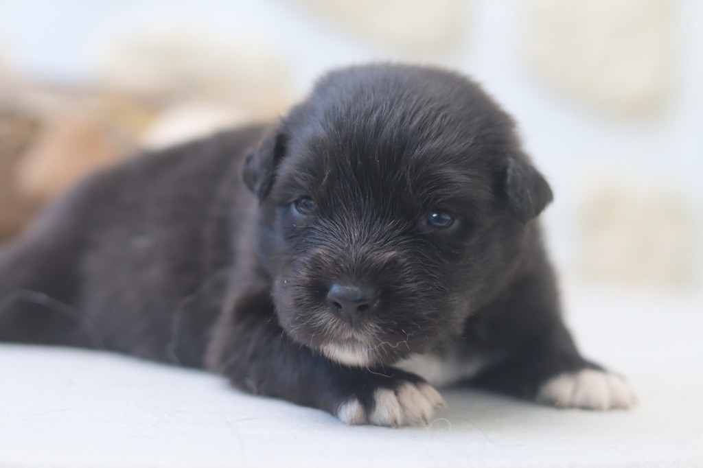 Aux Mille éclats D'Aphrodite - Chiots disponibles - Berger Australien