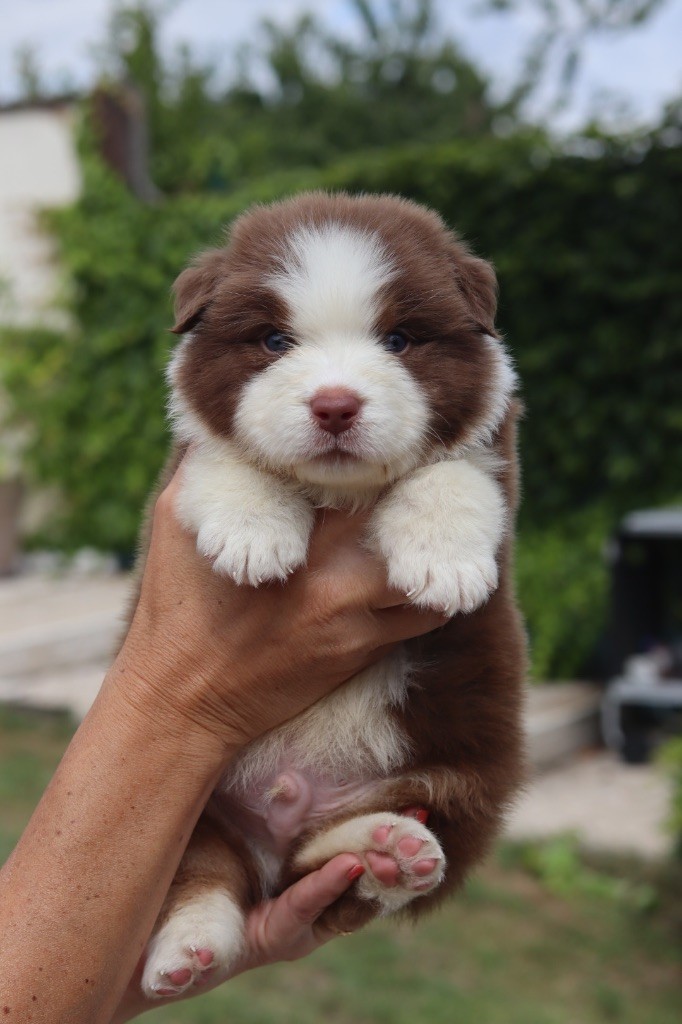 Aux Mille éclats D'Aphrodite - Chiots disponibles - Berger Australien