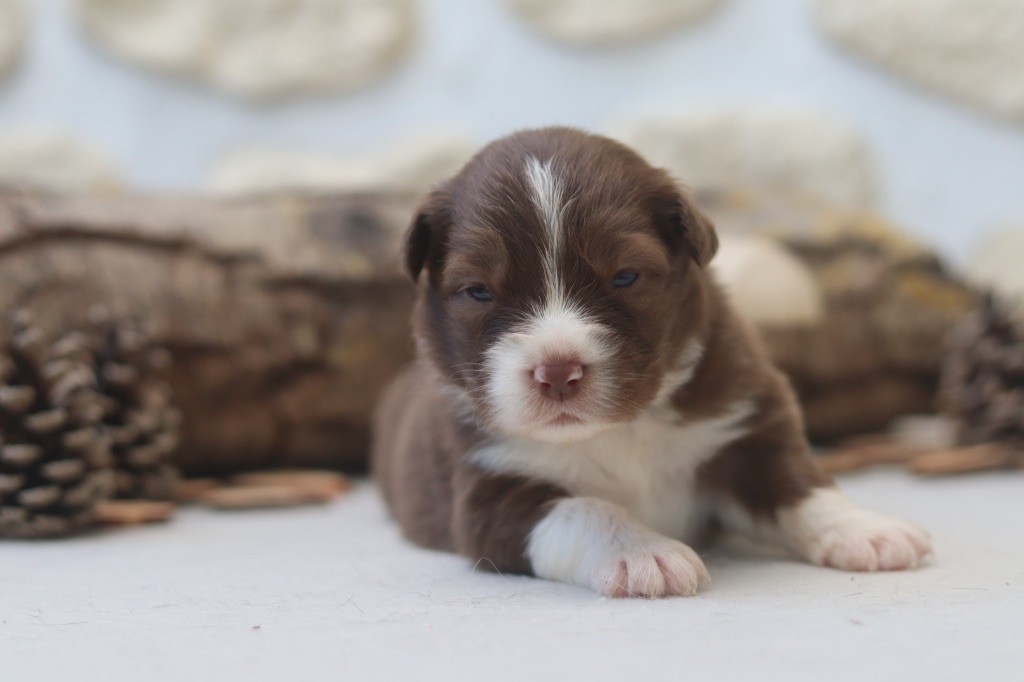 Aux Mille éclats D'Aphrodite - Chiots disponibles - Berger Australien