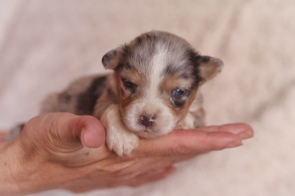 Aux Mille éclats D'Aphrodite - Chiots disponibles - Berger Australien