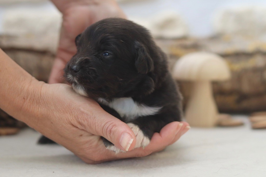 Aux Mille éclats D'Aphrodite - Chiots disponibles - Berger Australien